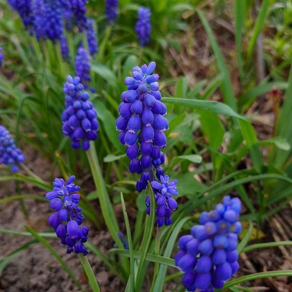 Мускари армянский семена, Muscari armeniacum seeds