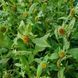 Карпезіум великоголовий насіння, Carpesium macrocephalum seeds 5
