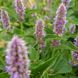 Лофант тибетский семена, Agastache rugosa seeds 6
