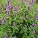 Лофант тибетский семена, Agastache rugosa seeds 5