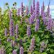 Лофант тибетский семена, Agastache rugosa seeds 3