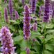 Лофант тибетский семена, Agastache rugosa seeds 2