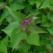 Лофант тибетский семена, Agastache rugosa seeds 4