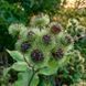 Лопух великий насіння, Arctium lappa seeds 1