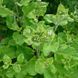 Лопух великий насіння, Arctium lappa seeds 2