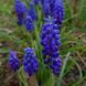 Мускари армянский семена, Muscari armeniacum seeds 1