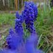 Мускари армянский семена, Muscari armeniacum seeds 3