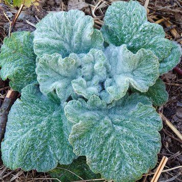 Шалфей серебристый семена, Salvia argentea seeds