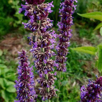 Котовник клубненосный семена, Nepeta tuberosa seeds