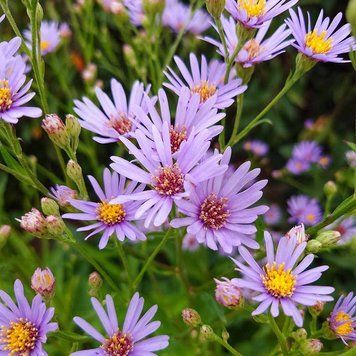 Астра татарская семена, Aster tataricus seeds