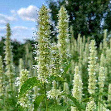Лофант тибетский белый семена, Agastache rugosa f. albiflora seeds