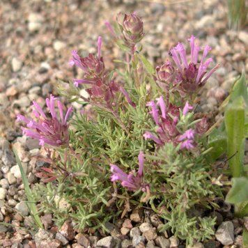 Тимьян длинноцветковый семена, Thymus longiflorus seeds