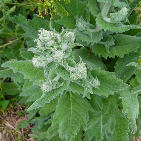 Шавлія срібляста насіння, Salvia argentea seeds