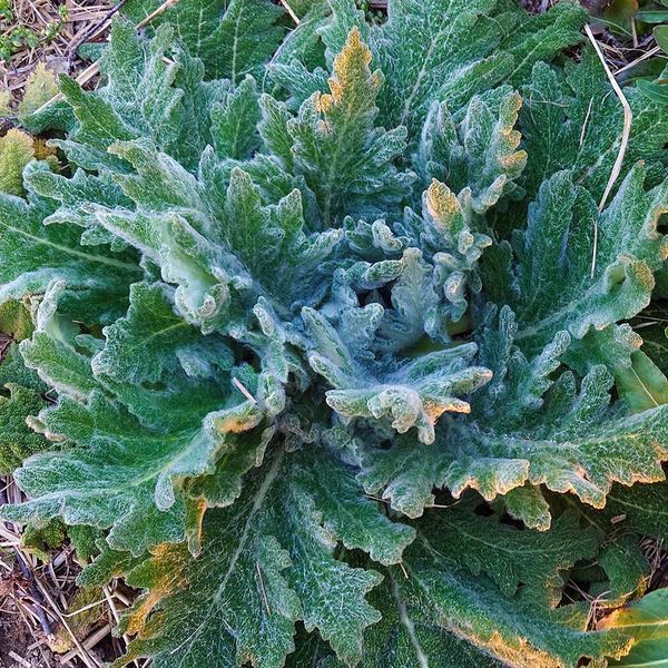 Шавлія срібляста насіння, Salvia argentea seeds
