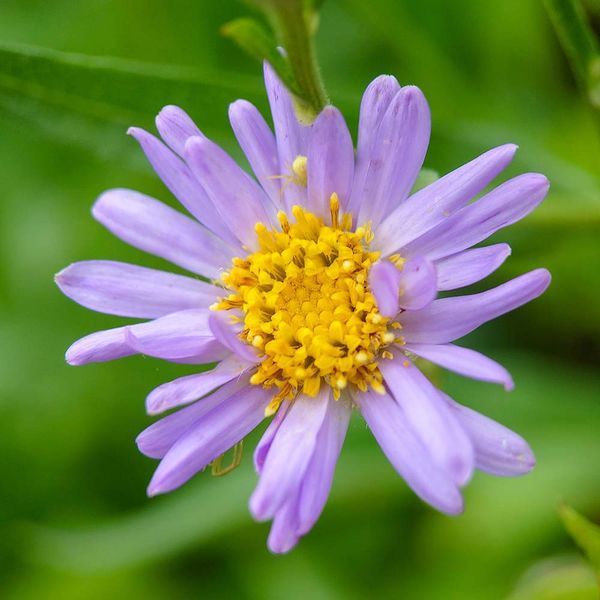 Астра татарская семена, Aster tataricus seeds