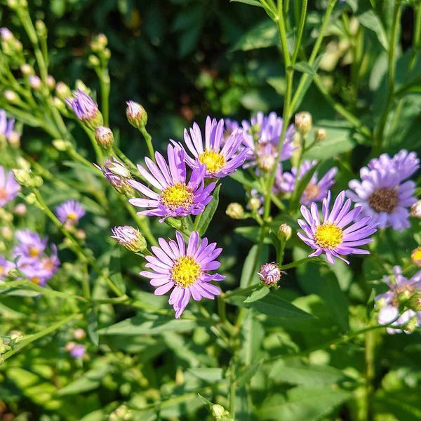 Астра татарская семена, Aster tataricus seeds