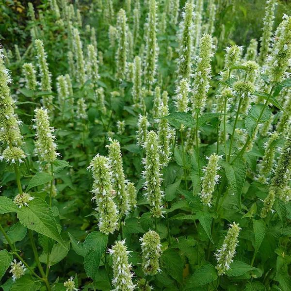 Лофант тибетский белый семена, Agastache rugosa f. albiflora seeds
