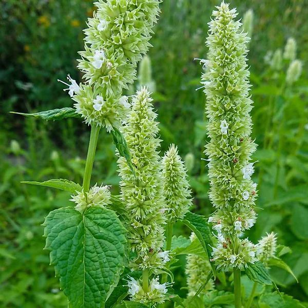 Лофант тибетский белый семена, Agastache rugosa f. albiflora seeds