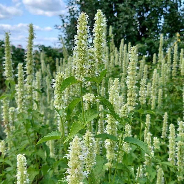 Лофант тибетский белый семена, Agastache rugosa f. albiflora seeds