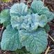 Шавлія срібляста насіння, Salvia argentea seeds 1