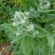 Шавлія срібляста насіння, Salvia argentea seeds 4