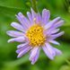 Астра татарская семена, Aster tataricus seeds 2