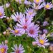 Астра татарская семена, Aster tataricus seeds 1