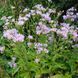 Астра татарская семена, Aster tataricus seeds 3