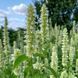 Лофант тибетский белый семена, Agastache rugosa f. albiflora seeds 1