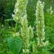 Лофант тибетский белый семена, Agastache rugosa f. albiflora seeds 4