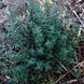 Тимьян мастичный растение, Thymus mastichina 2