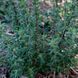 Тимьян мастичный растение, Thymus mastichina 1