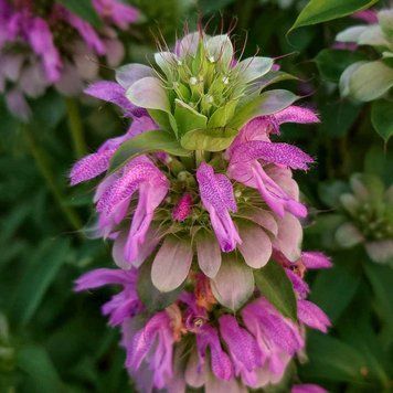 Монарда лимонная семена, Monarda citriodora seeds