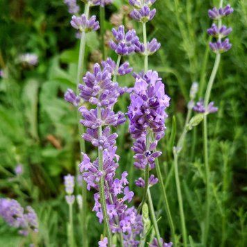 Лаванда узколистная семена, Lavandula angustifolia seeds