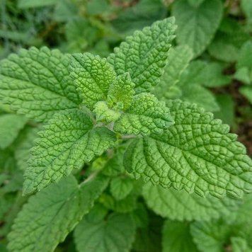 Мелисса лекарственная семена, Melissa officinalis seeds