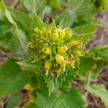 Норичник золотистоцветковый семена, Scrophularia chrysantha seeds