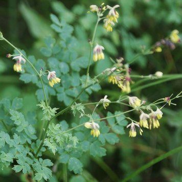 Рутвиця мала насіння, Thalictrum minus seeds