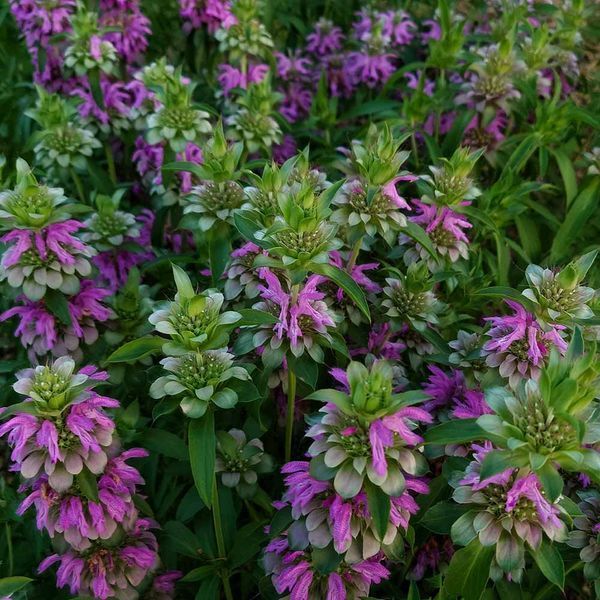Монарда лимонна насіння, Monarda citriodora seeds
