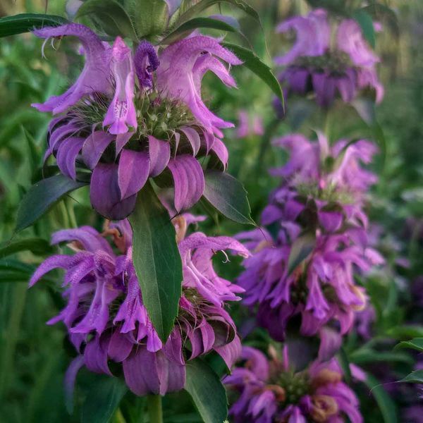 Монарда лимонна насіння, Monarda citriodora seeds
