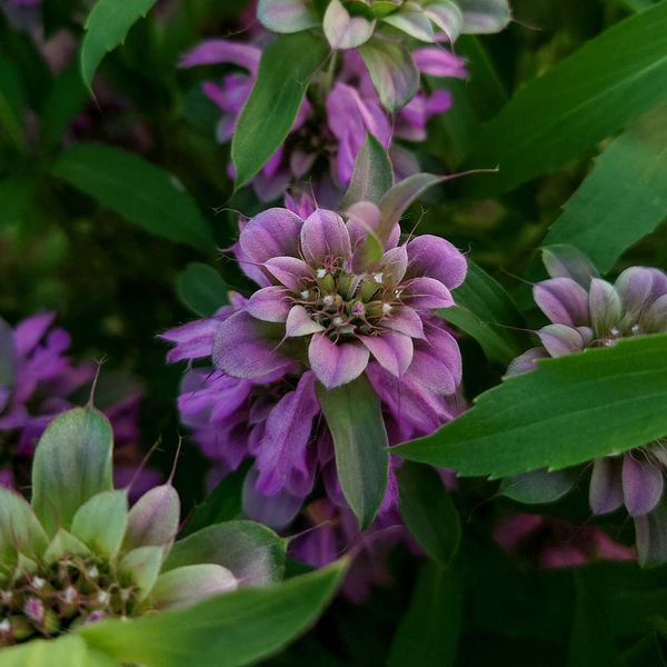 Монарда лимонна насіння, Monarda citriodora seeds