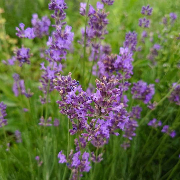 Лаванда вузьколиста насіння, Lavandula angustifolia seeds