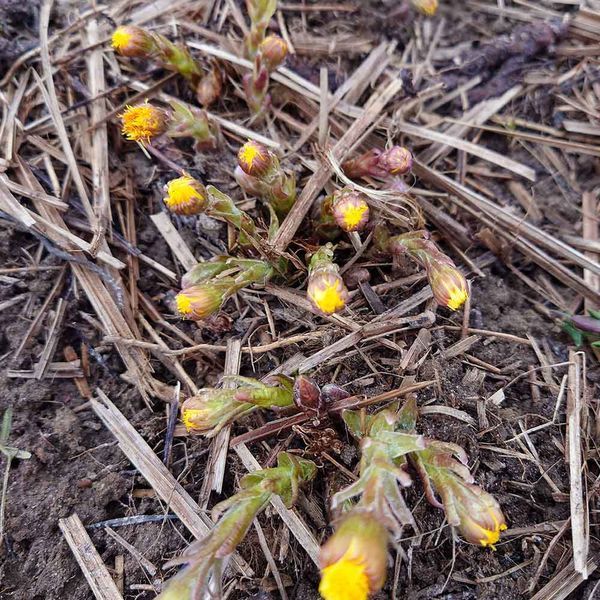 Мать-и-мачеха семена, Tussilago farfara seeds