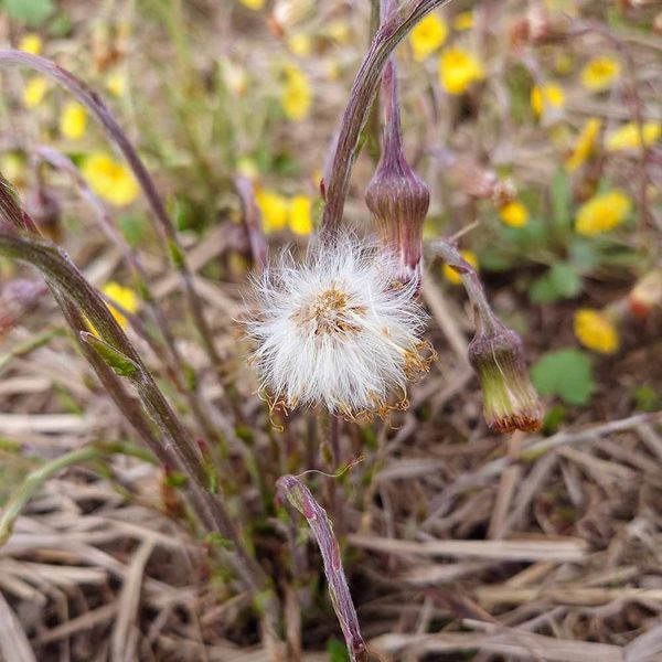 Мать-и-мачеха семена, Tussilago farfara seeds
