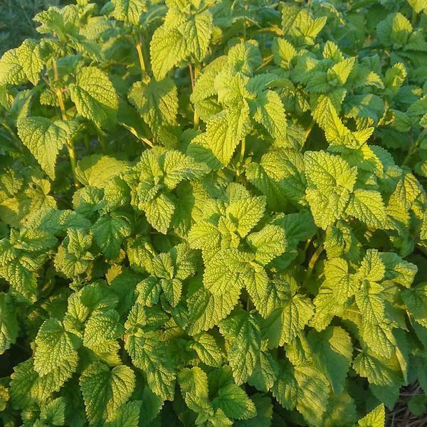 Мелисса лекарственная семена, Melissa officinalis seeds
