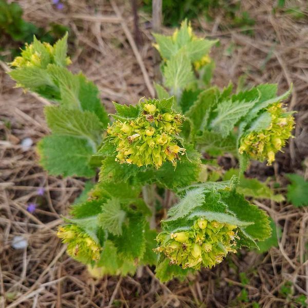Норичник золотистоцветковый семена, Scrophularia chrysantha seeds
