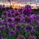 Монарда лимонна насіння, Monarda citriodora seeds 3