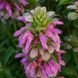 Монарда лимонна насіння, Monarda citriodora seeds 1