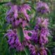 Монарда лимонна насіння, Monarda citriodora seeds 4