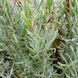 Лаванда вузьколиста насіння, Lavandula angustifolia seeds 3