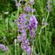 Лаванда вузьколиста насіння, Lavandula angustifolia seeds 1